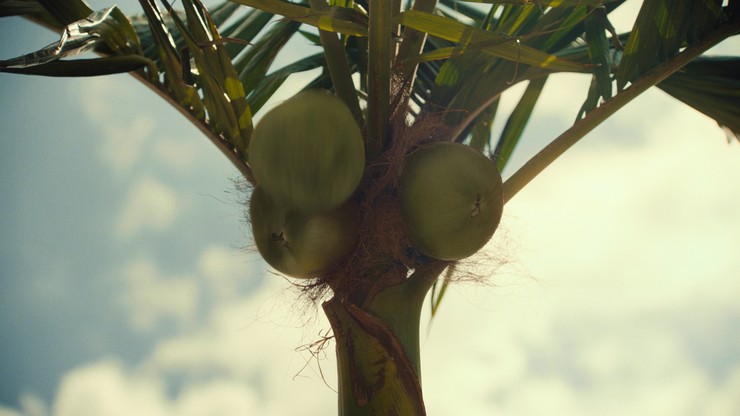 Fx - noix de COCO